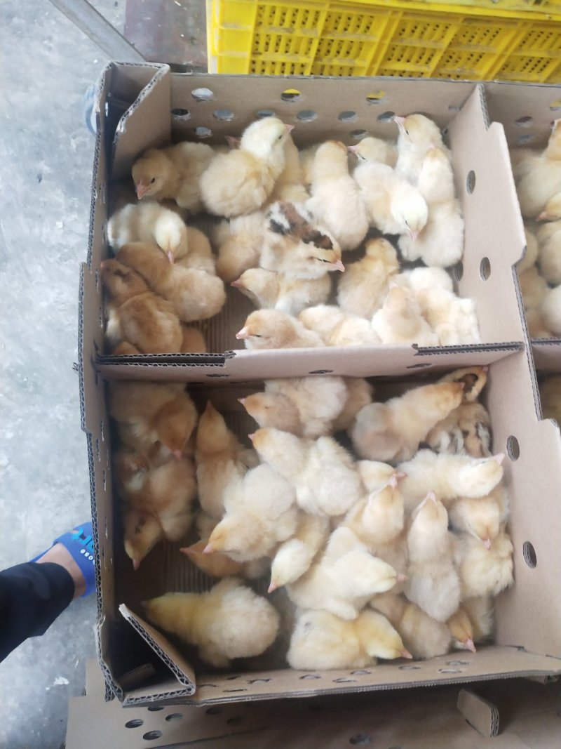 快大黄鸡苗快大型肉鸡包疫苗厂家直销技术指导