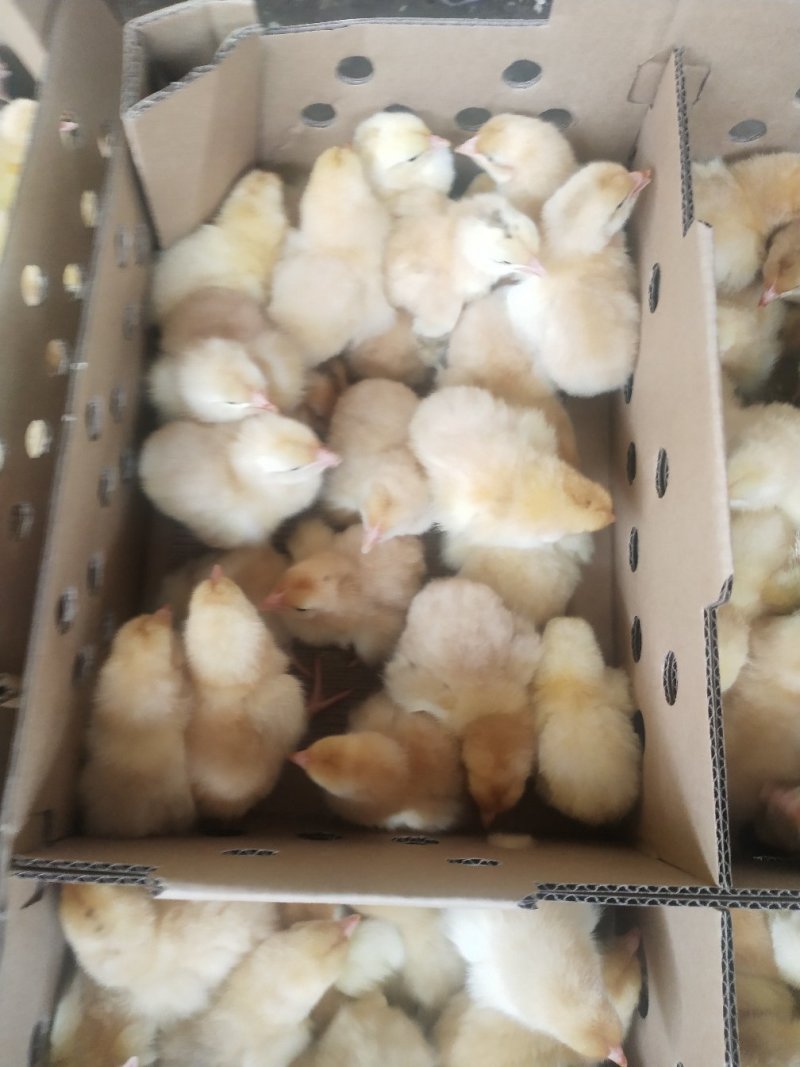 快大黄鸡苗快大型肉鸡包疫苗厂家直销技术指导