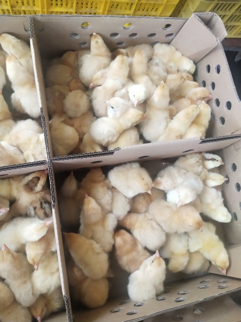 快大黄鸡苗快大型肉鸡包疫苗厂家直销技术指导