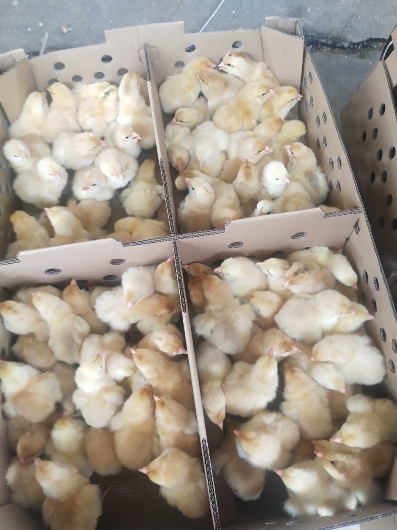 快大黄鸡苗快大型肉鸡包疫苗厂家直销技术指导