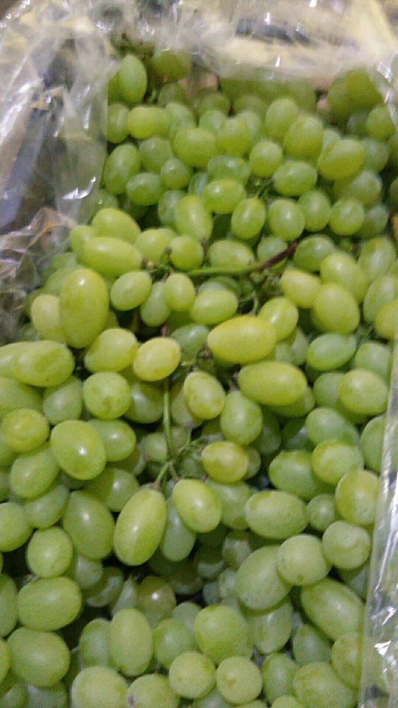 保定葡萄质量好，价格低，大量批发，价格公道，货源充足