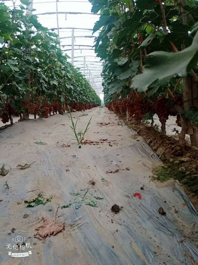 保定葡萄质量好，价格低，大量批发，价格公道，货源充足