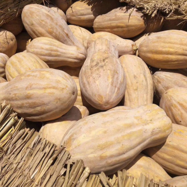 南瓜金韩蜜本早熟南瓜吉冠773等大量基地货