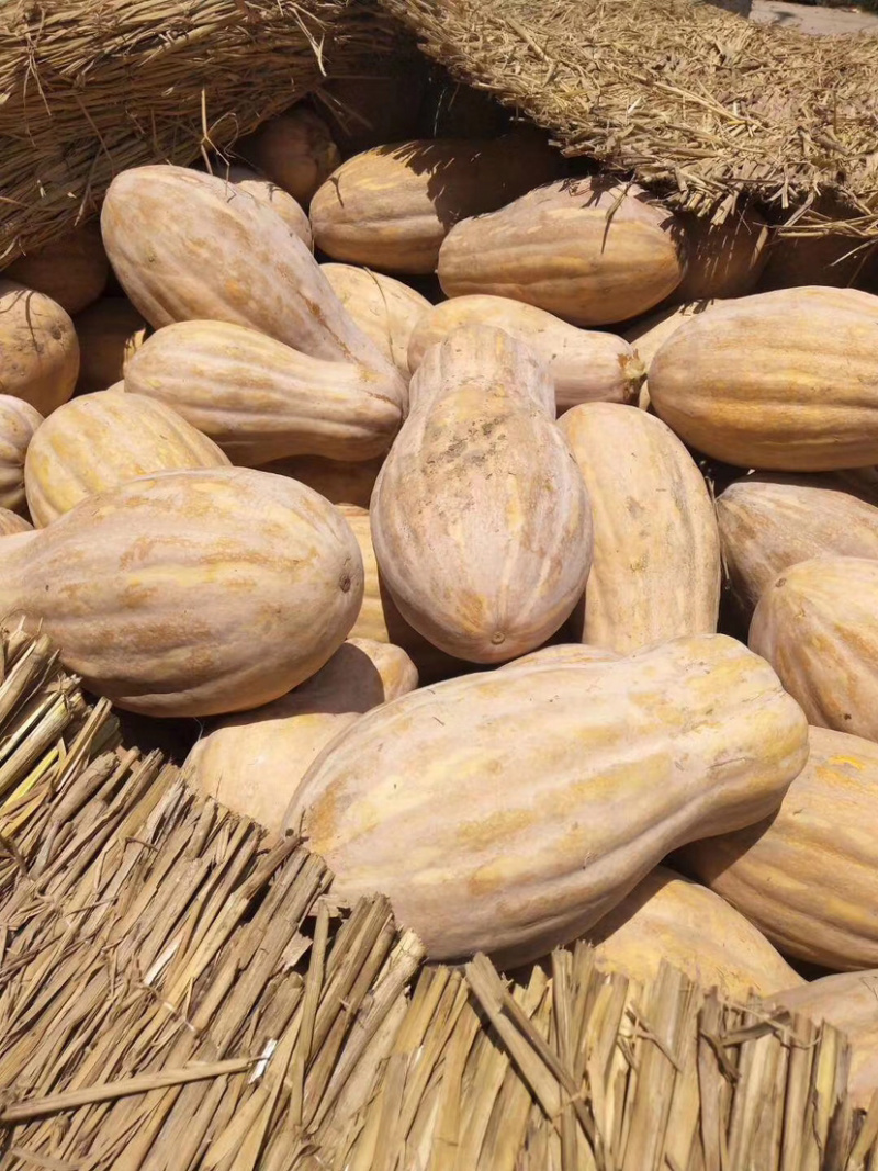 南瓜金韩蜜本早熟南瓜吉冠773等大量基地货