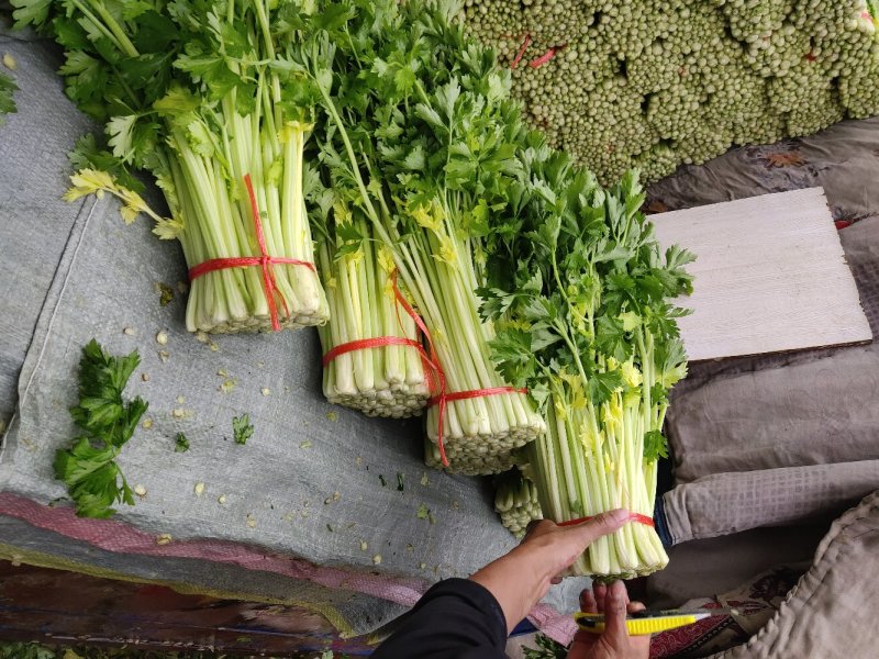 毛芹