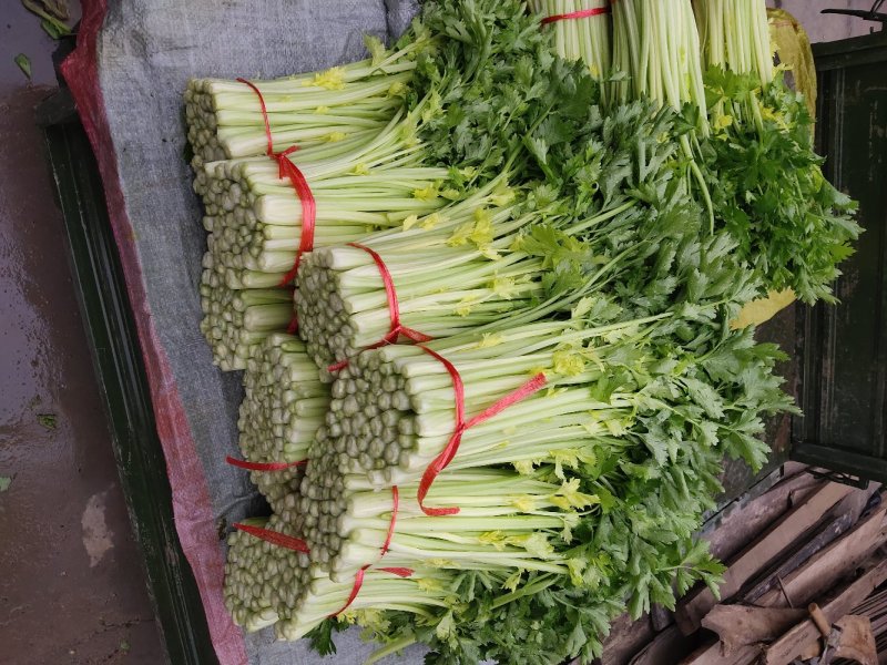毛芹
