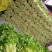 毛芹