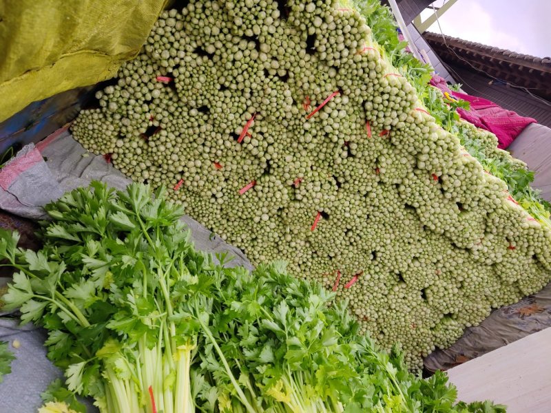 毛芹