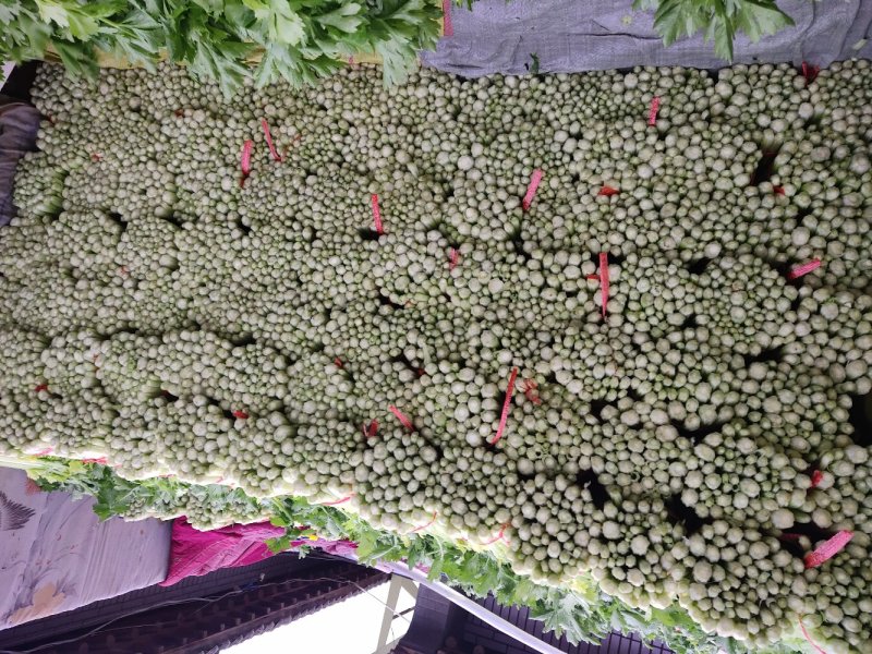 毛芹