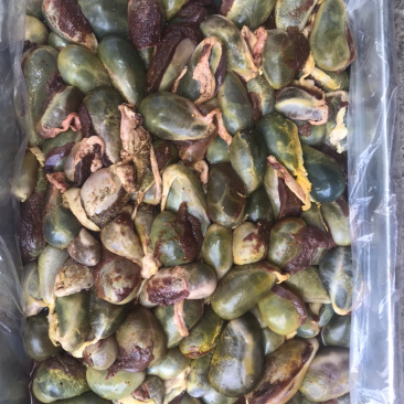 屠宰场猪苦胆大量有货保质保量货源稳定长期有货