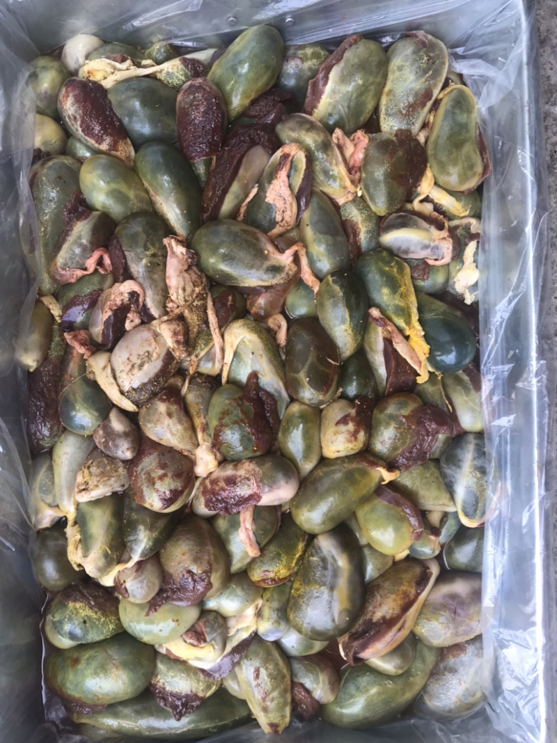 屠宰场猪苦胆大量有货保质保量货源稳定长期有货
