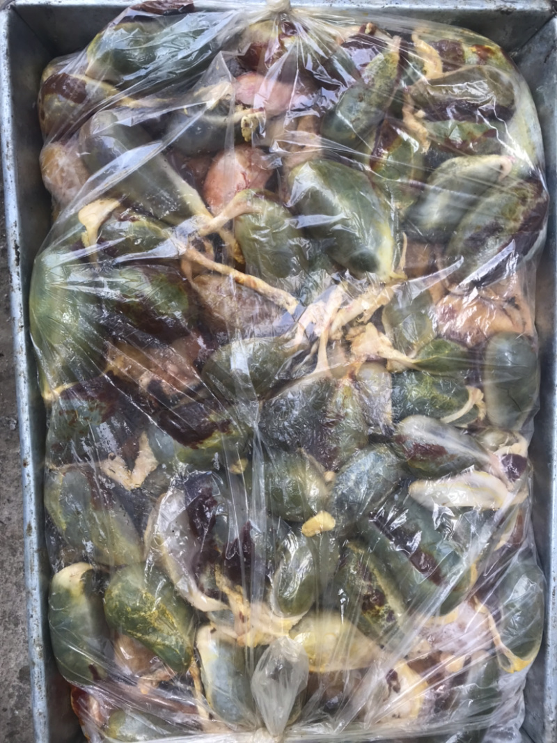 屠宰场猪苦胆大量有货保质保量货源稳定长期有货