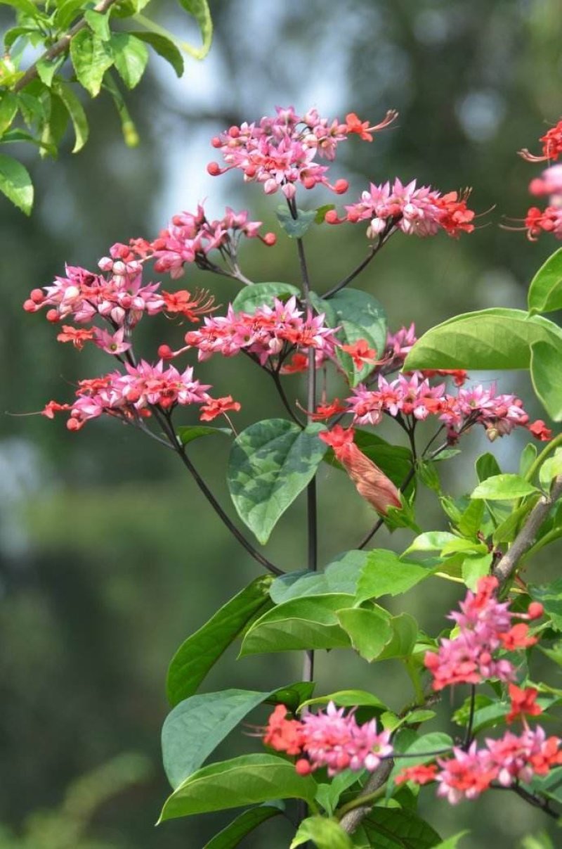 龙吐珠花盆栽龙吐珠花苗观花植物可视频看货