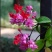 龙吐珠花盆栽龙吐珠花苗观花植物可视频看货