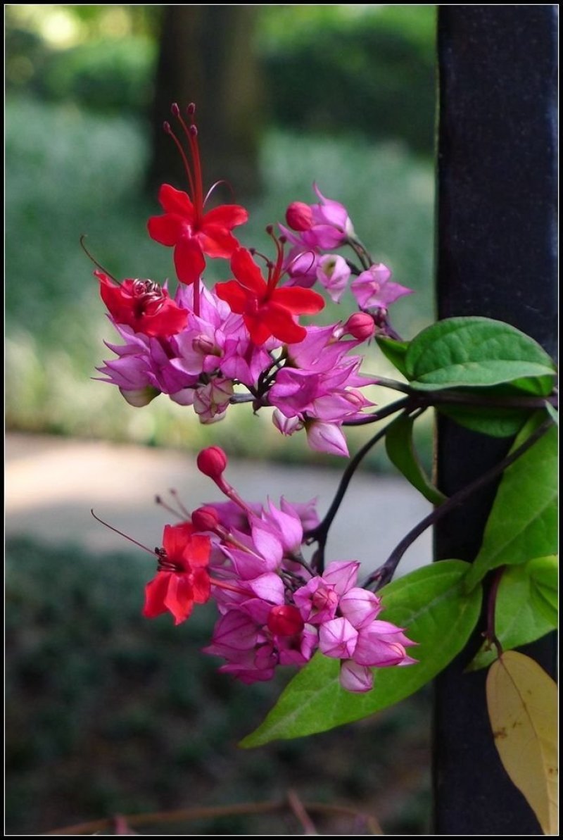 龙吐珠花盆栽龙吐珠花苗观花植物可视频看货
