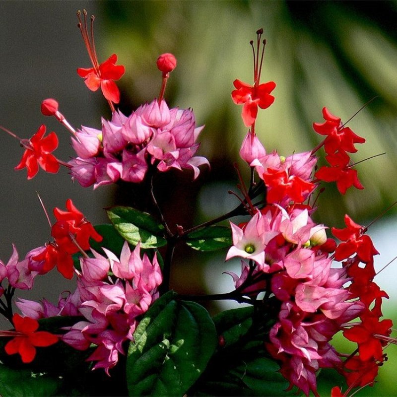 龙吐珠花盆栽龙吐珠花苗观花植物可视频看货