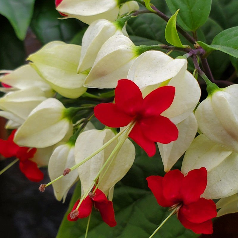 龙吐珠花盆栽龙吐珠花苗观花植物可视频看货