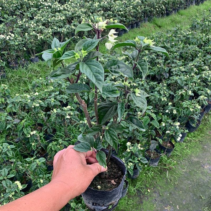 龙吐珠花盆栽龙吐珠花苗观花植物可视频看货