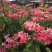 龙吐珠花盆栽龙吐珠花苗观花植物可视频看货