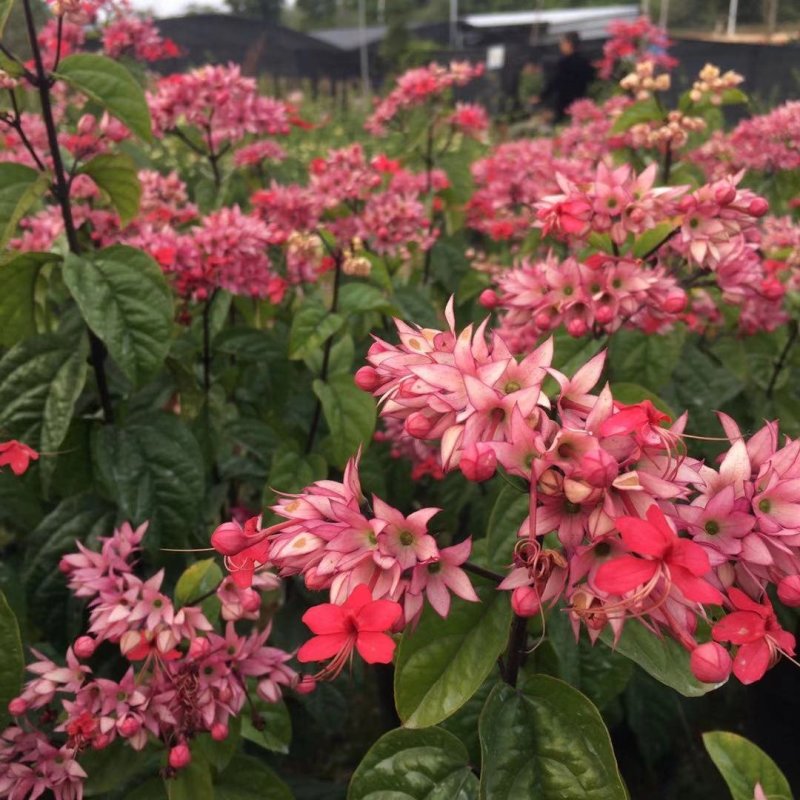 龙吐珠花盆栽龙吐珠花苗观花植物可视频看货
