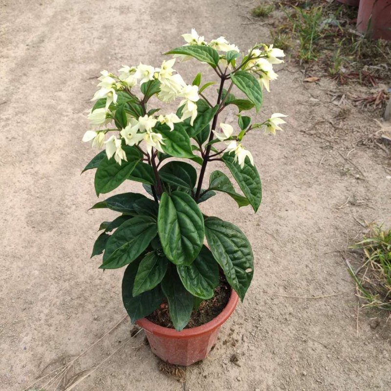 龙吐珠花盆栽龙吐珠花苗观花植物可视频看货