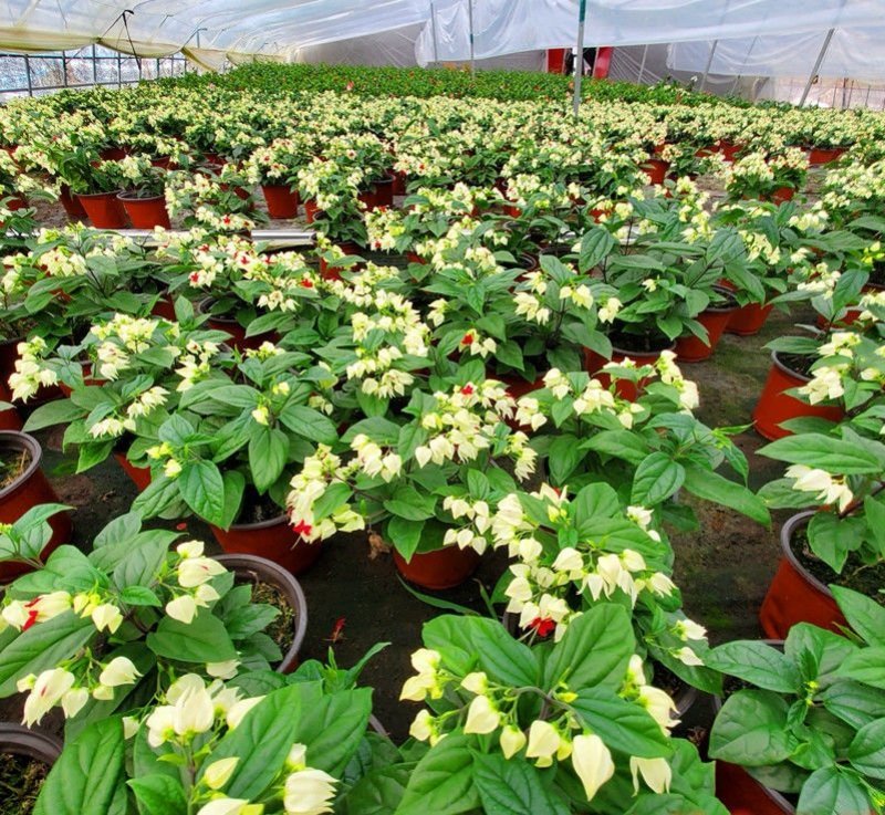 龙吐珠花盆栽龙吐珠花苗观花植物可视频看货