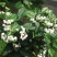 龙吐珠花盆栽龙吐珠花苗观花植物可视频看货