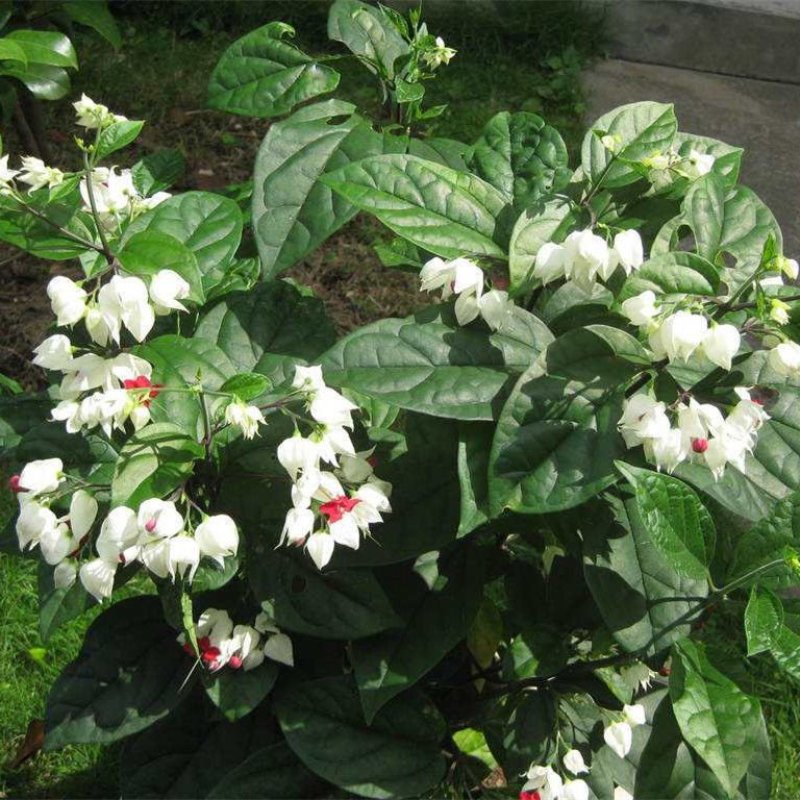 龙吐珠花盆栽龙吐珠花苗观花植物可视频看货