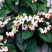 龙吐珠花盆栽龙吐珠花苗观花植物可视频看货