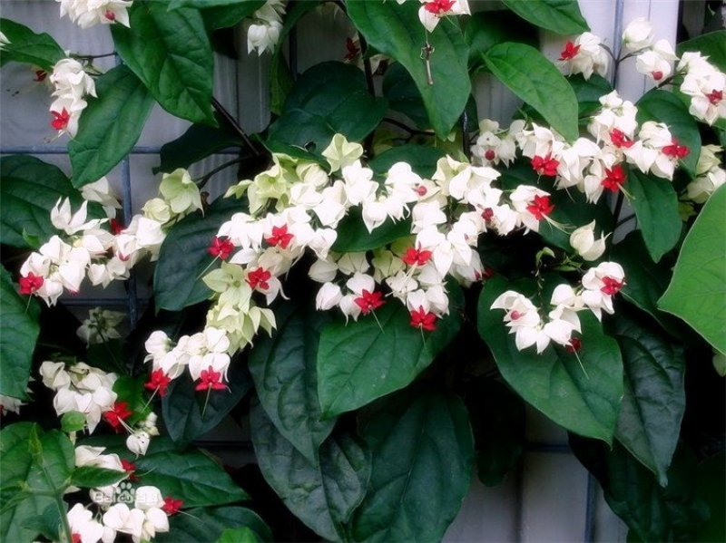 龙吐珠花盆栽龙吐珠花苗观花植物可视频看货