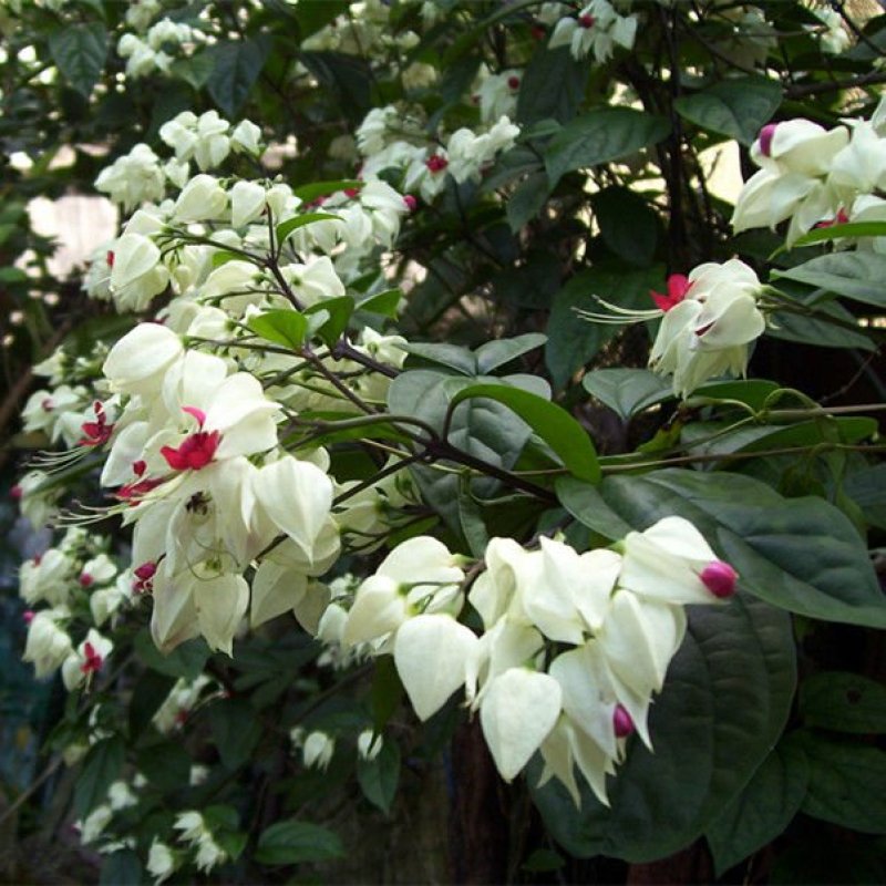 龙吐珠花盆栽龙吐珠花苗观花植物可视频看货