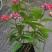龙吐珠花盆栽龙吐珠花苗观花植物可视频看货