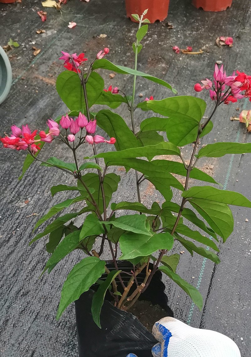龙吐珠花盆栽龙吐珠花苗观花植物可视频看货