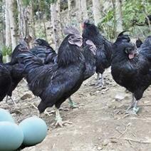 乌鸡苗五黑一绿绿壳蛋鸡苗孵化基地直供质量保证