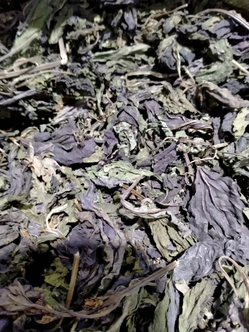 紫苏叶丶紫苏梗！！大货批发一手货源价格优！