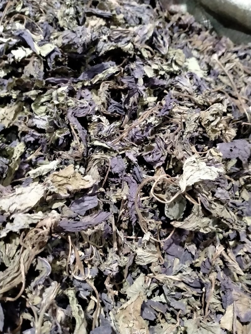 紫苏叶丶紫苏梗！！大货批发一手货源价格优！