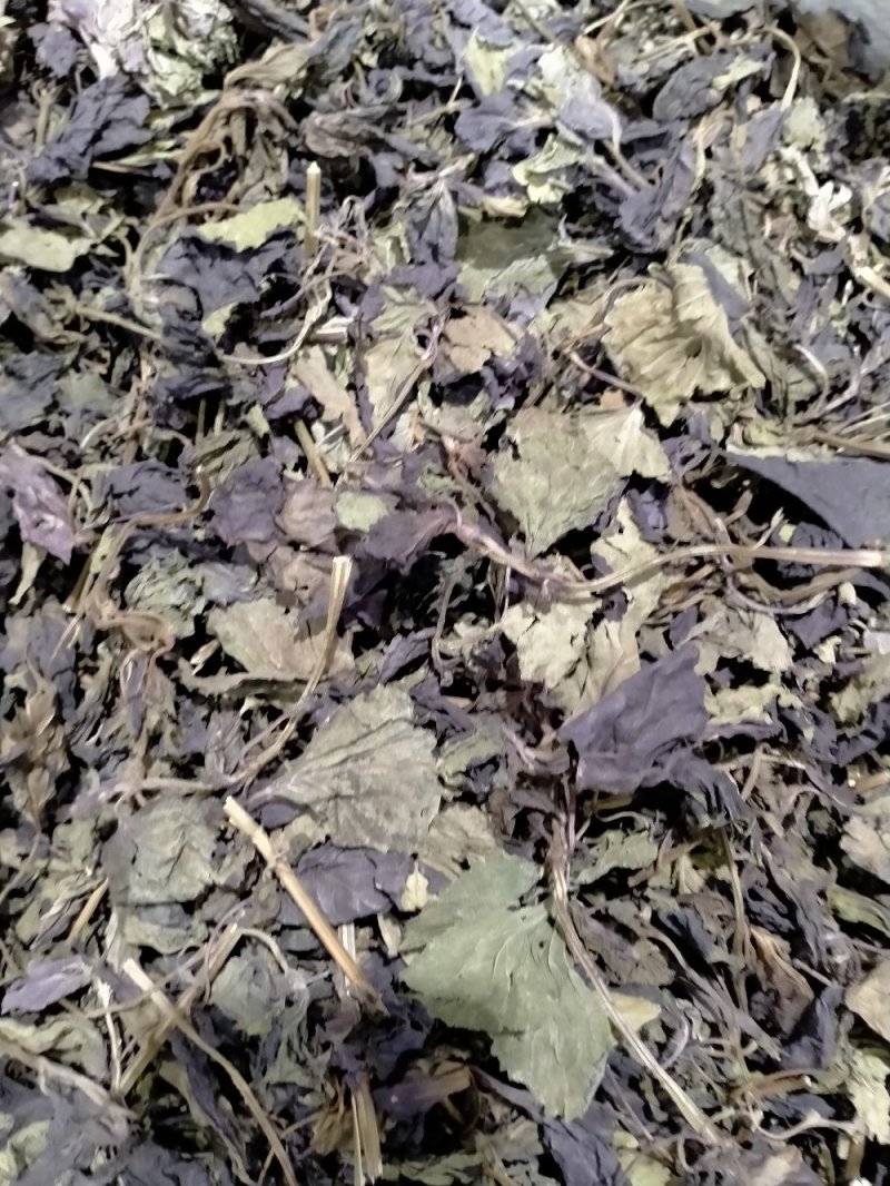 紫苏叶丶紫苏梗！！大货批发一手货源价格优！