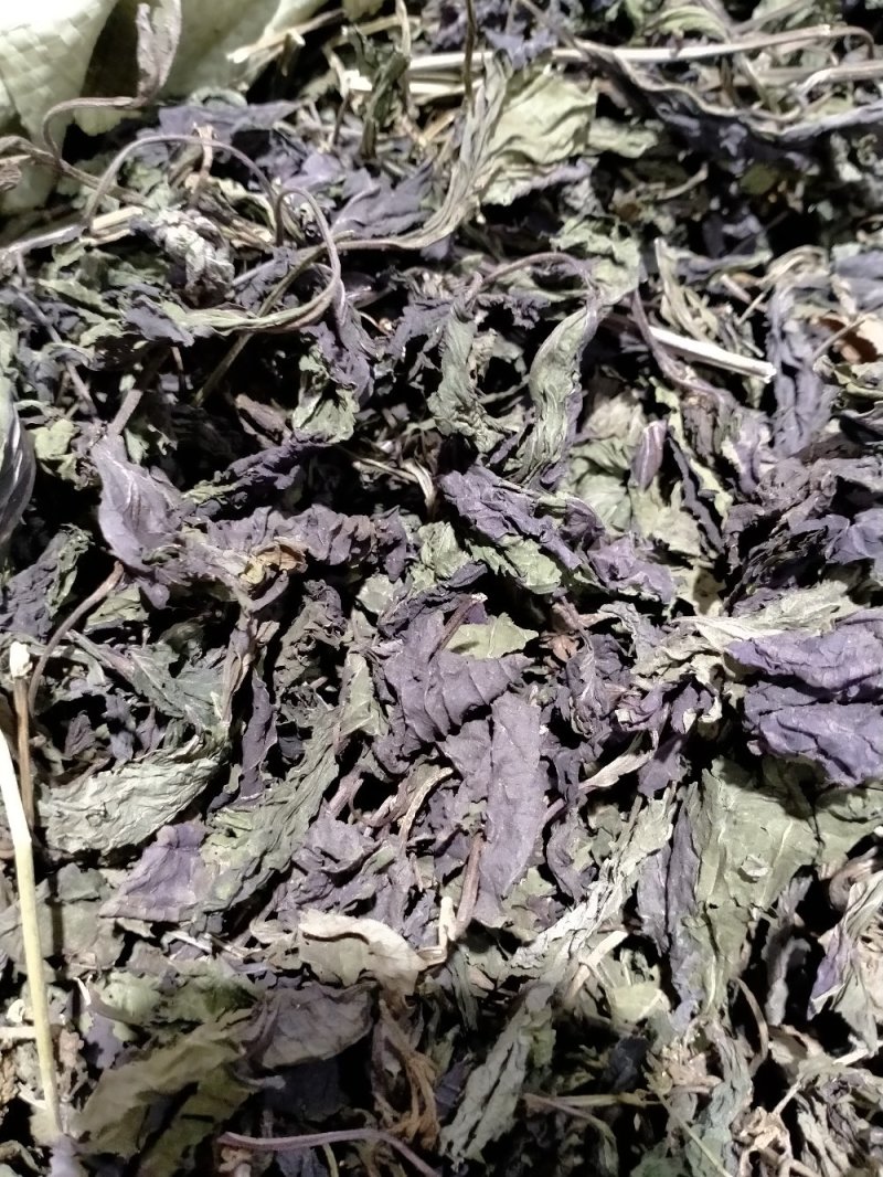 紫苏叶丶紫苏梗！！大货批发一手货源价格优！