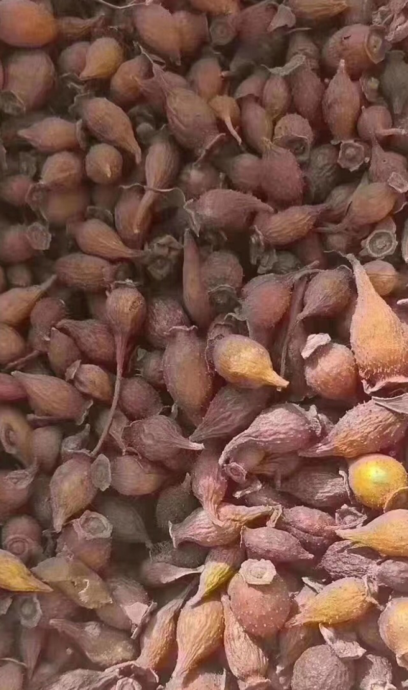 金樱子【包邮】各种规格有货可批量可零售量大从优