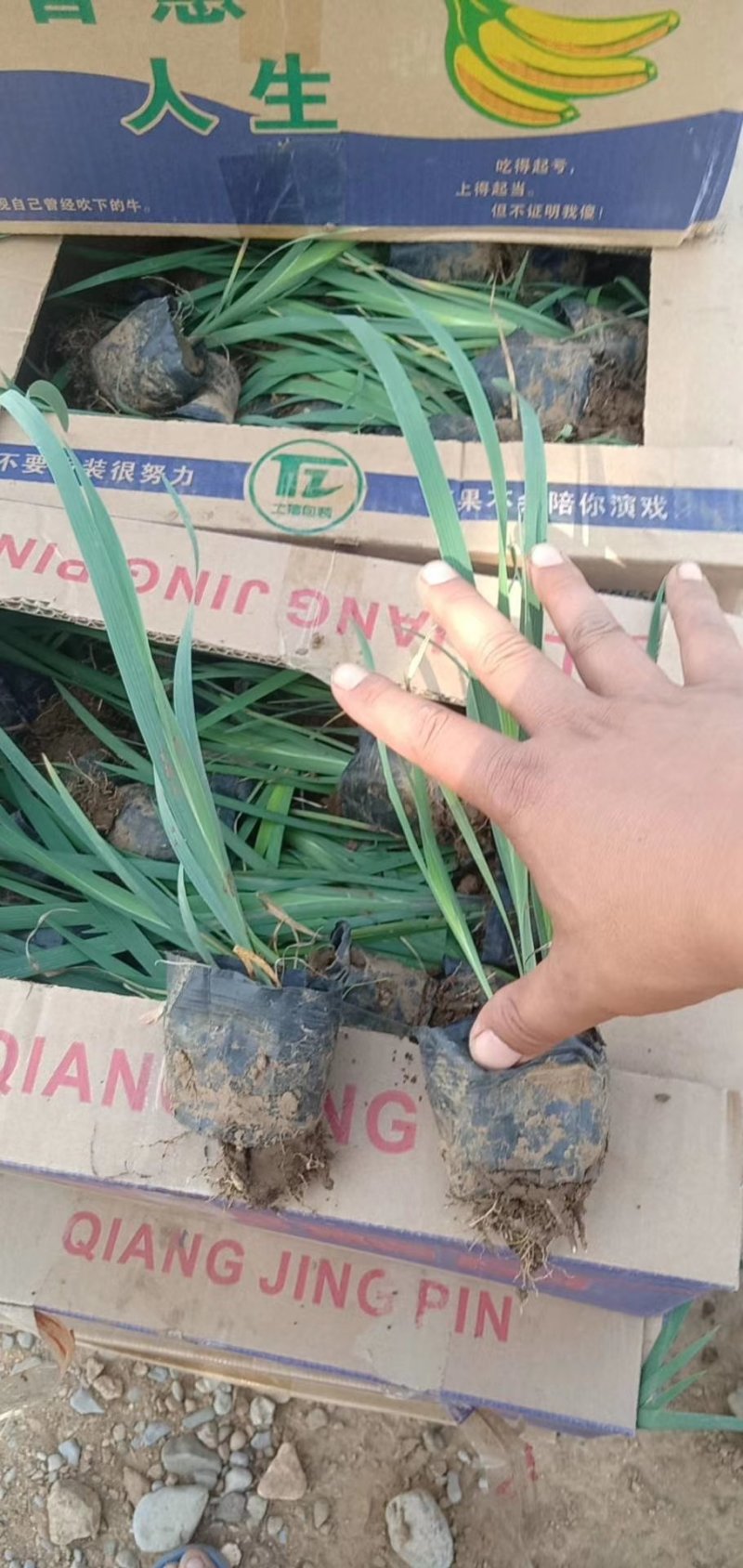盆栽马兰，多年生草本花卉，根系发达对环境适应性强易管理