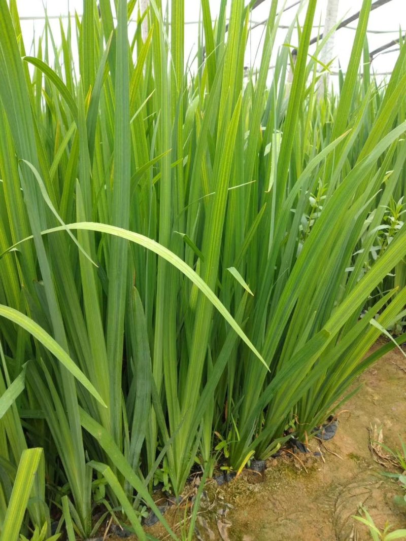 盆栽马兰，多年生草本花卉，根系发达对环境适应性强易管理