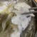 海鲈鱼
