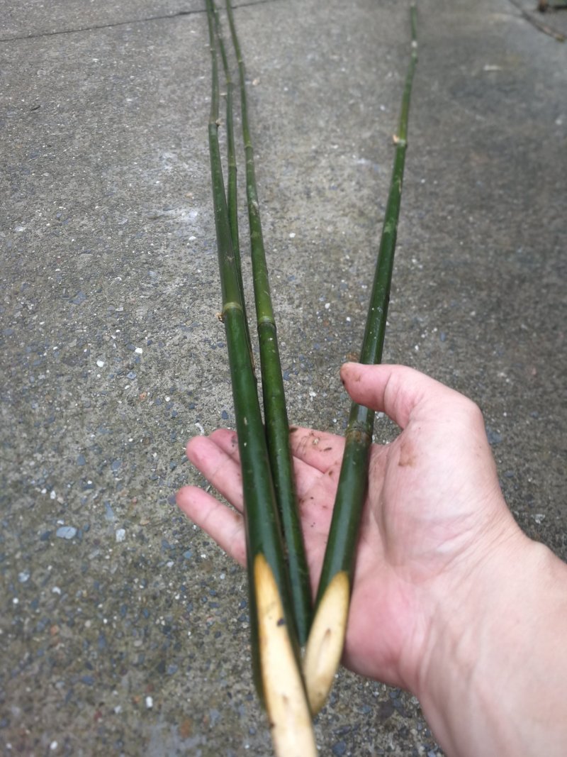 实心竹