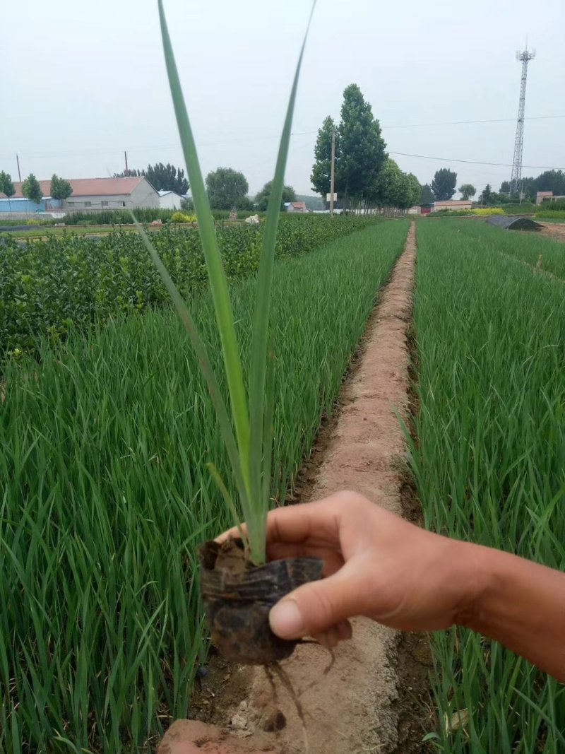 盆栽马兰，多年生草本花卉，根系发达对环境适应性强易管理