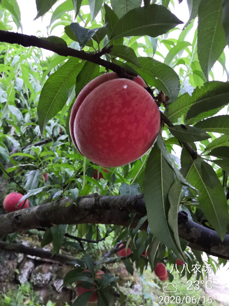 中华水蜜桃树白凤桃晚熟脆桃苗晚白桃产地直供量大优惠