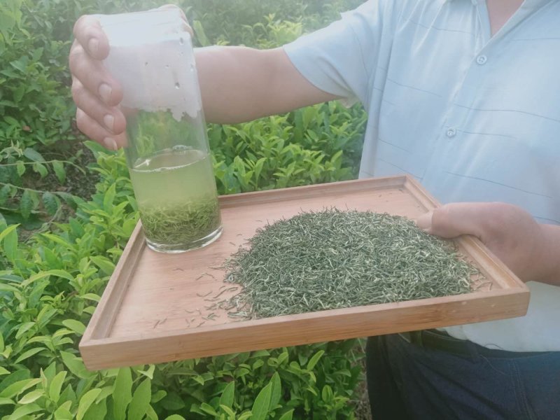 信阳毛尖明前丫头300元一斤茶厂品质保证