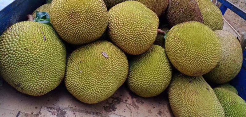 广东菠萝蜜产地直销.大量新鲜现货供应.专业代办全国各地