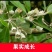 广西桃金娘果苗野山捻子果树山花烂漫果阳台盆栽庭院四季种植
