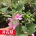 广西桃金娘果苗野山捻子果树山花烂漫果阳台盆栽庭院四季种植