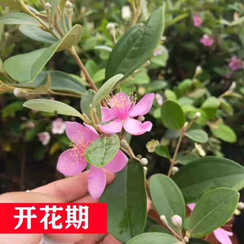 广西桃金娘果苗野山捻子果树山花烂漫果阳台盆栽庭院四季种植